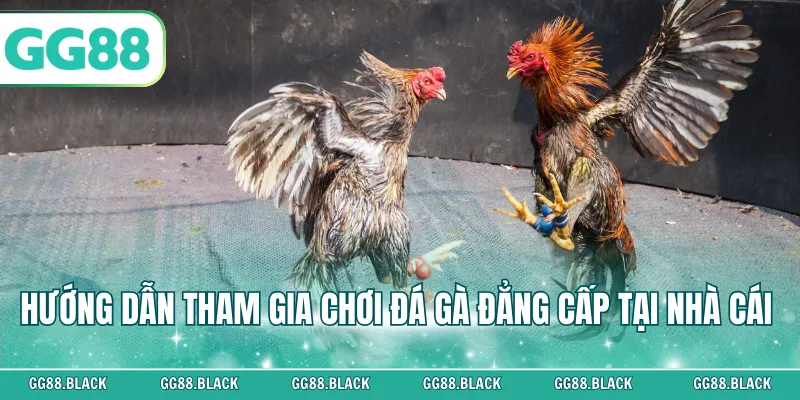 Hướng dẫn tham gia chơi đá gà đẳng cấp tại nhà cái